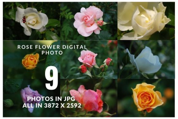 Download Summer Rose Flower - Premium Resources