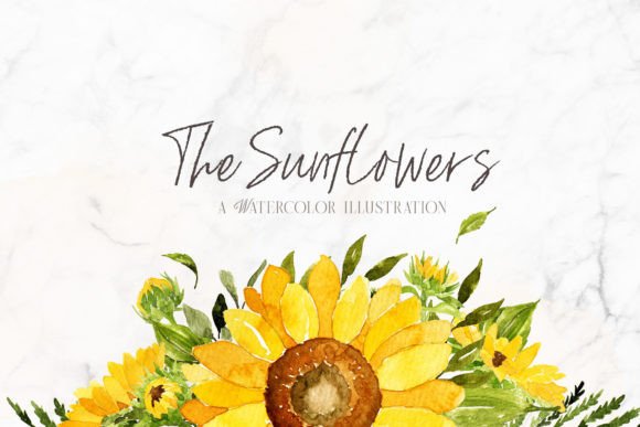 Download Sunflowers Watercolor Illustrations - Flowers watercolor Collection