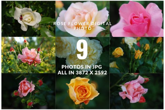 Download Summer Rose Flower - Premium Resources